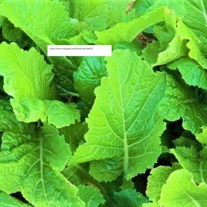 Florida Broadleaf Mustard Seeds - Herb Seeds - BOGO
